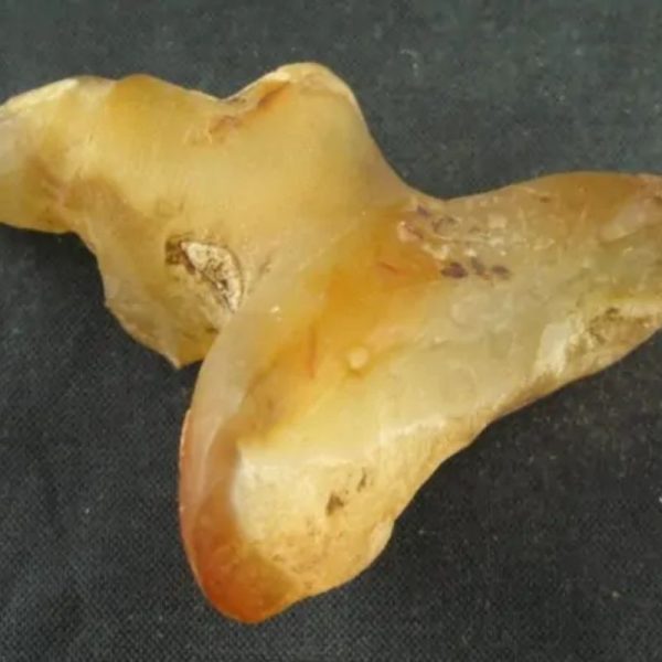 Dragon Horn Fossil (Siluman) - Type G3 - Image 2