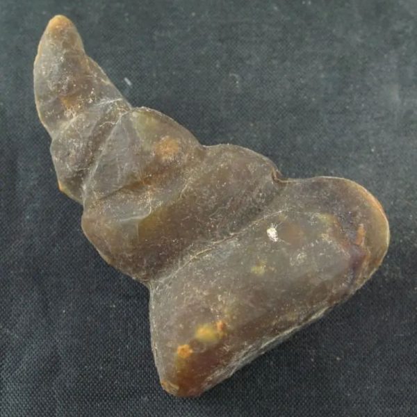 Dragon Horn Fossil (Siluman) - Type G4 - Image 2