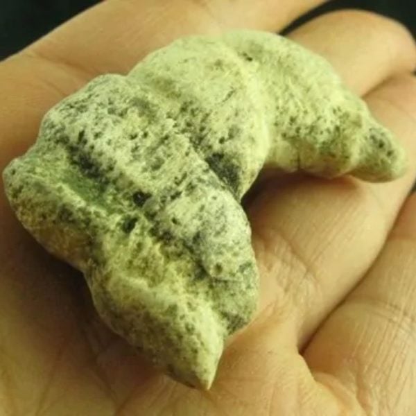 Dragon Horn Fossil - Type D5