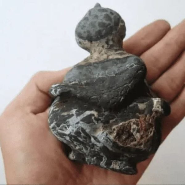 Semar Mesem Fossil - Large C12
