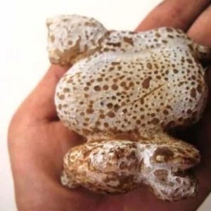 Semar Mesem Fossil - Large C8