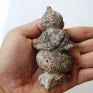 Semar Mesem Fossil - Large C7