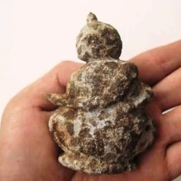 Semar Mesem Fossil - Large C6