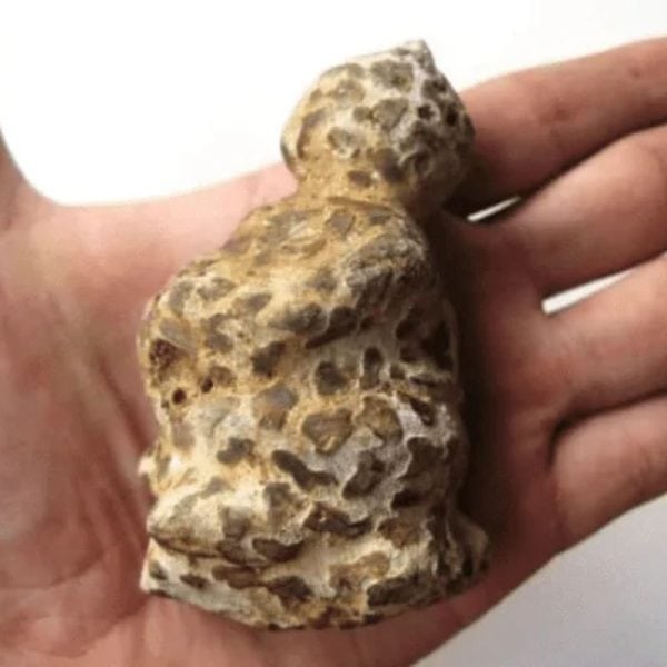 Semar Mesem Fossil - Large C4