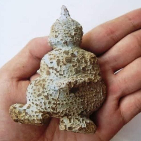 Semar Mesem Fossil - Large C3
