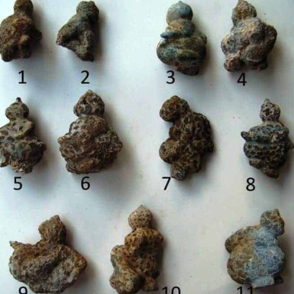Semar Mesem Fossil - B Medium