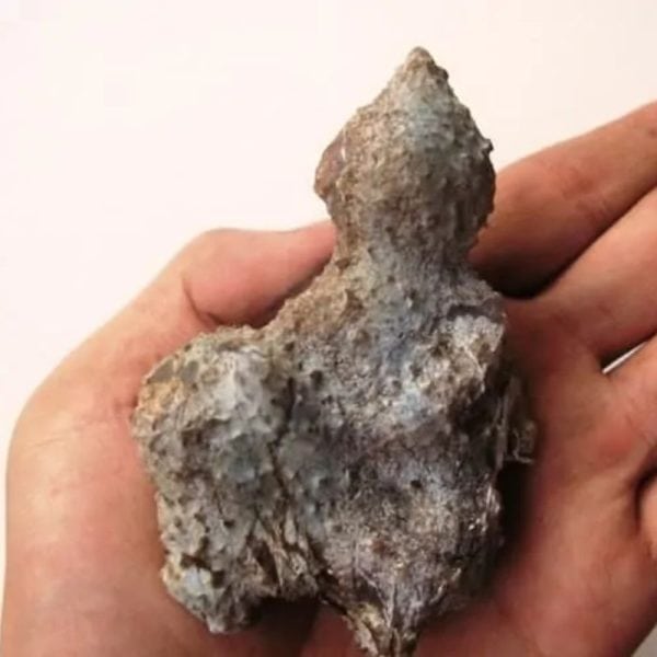 Semar Mesem Fossil - Large C5