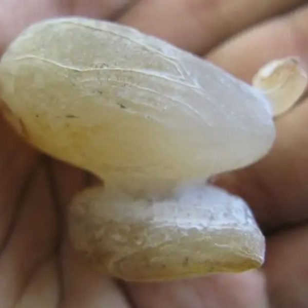 Javanese Fossilized Treasure Vase - Type B4