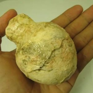 Javanese Fossilized Treasure Vase - Type A7