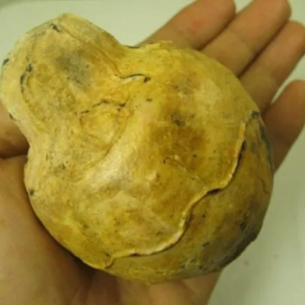 Javanese Fossilized Treasure Vase - Type A6