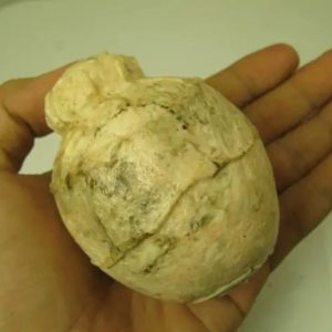 Javanese Fossilized Treasure Vase - Type A5