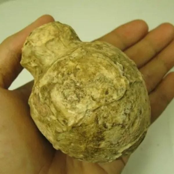 Javanese Fossilized Treasure Vase - Type A4