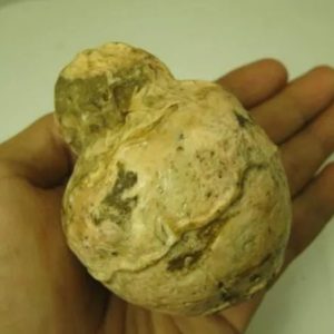 Javanese Fossilized Treasure Vase - Type A3