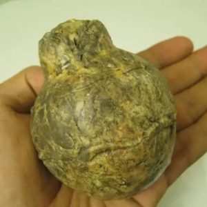 Javanese Fossilized Treasure Vase - Type A2