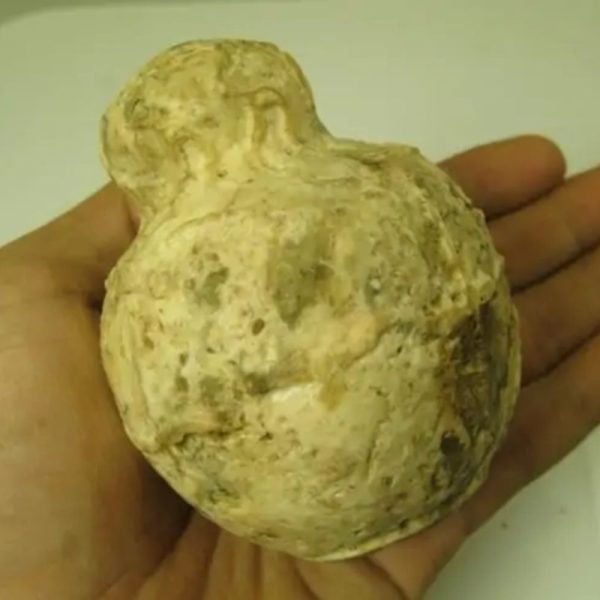 Javanese Fossilized Treasure Vase - Type A1