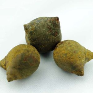 Fossilized Snail - Type F