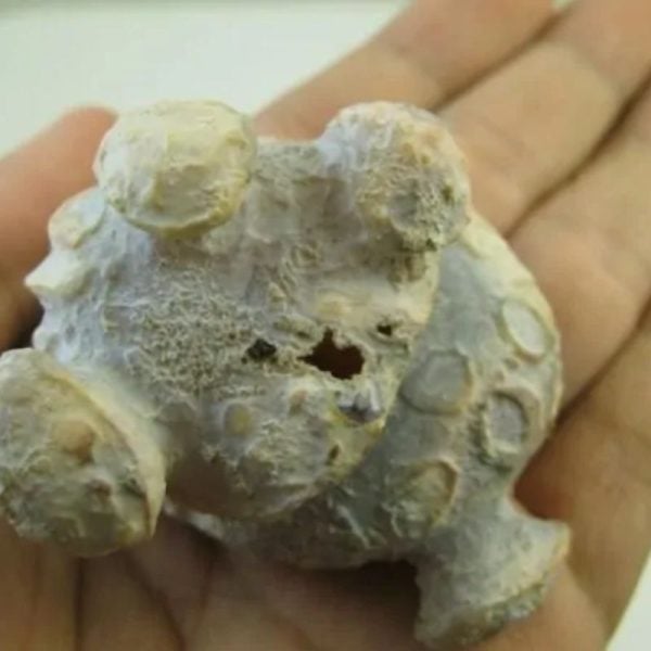 Golden Snail Fossil - Type E4 (Male)