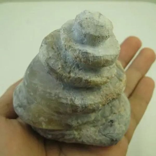 Golden Snail Fossil - Type E3 (Male)