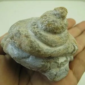 Golden Snail Fossil - Type E1 (Male)