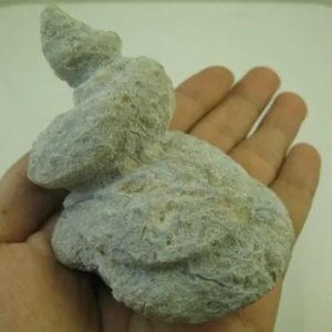 Golden Snail Fossil - Type D4 (Female)