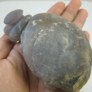 Golden Snail Fossil - Type D3 (Female)