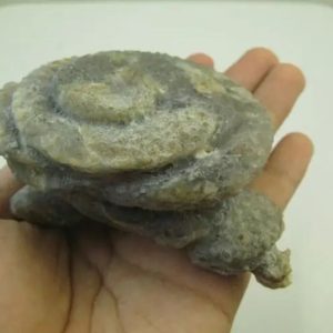 Golden Snail Fossil - Type D2 (Female)