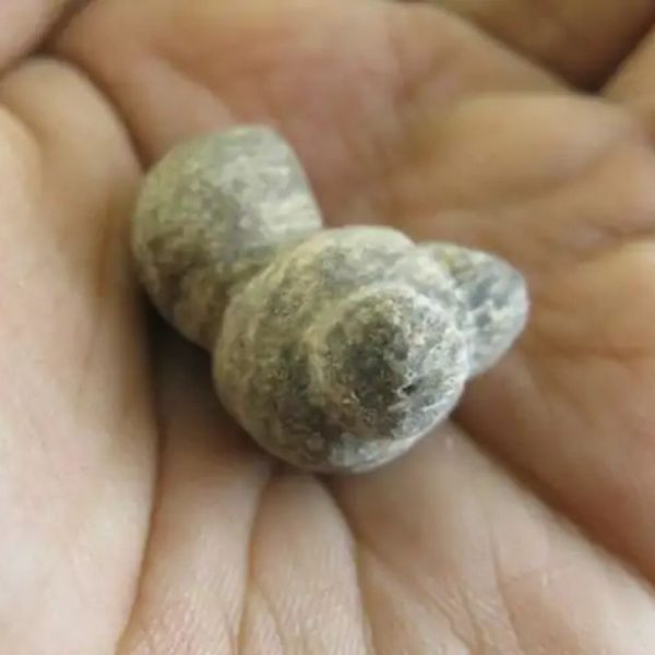 Puspo Bliring Snake Horn - Type D2