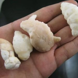 White Otter - Type B1