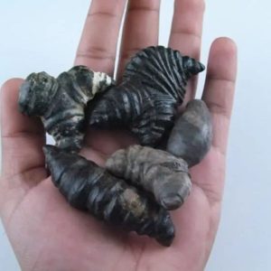 Fossilized Turmeric - Type B3