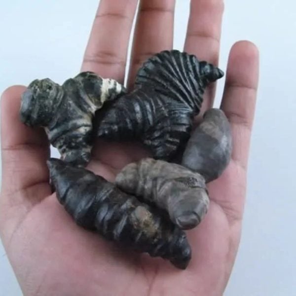 Fossilized Turmeric - Type B3