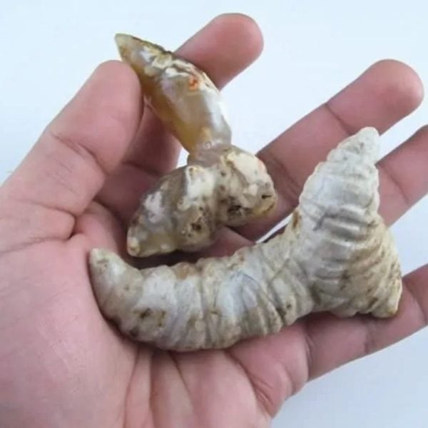 Fossilised Turmeric - Type B2