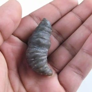Fossilised Turmeric - Type B1