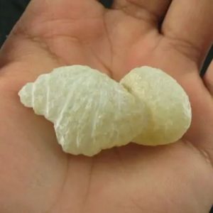 Fossilized Turmeric - Type A1 (White)