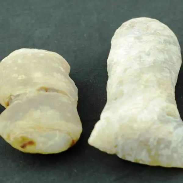 Bull Pearls - Type C - Image 2