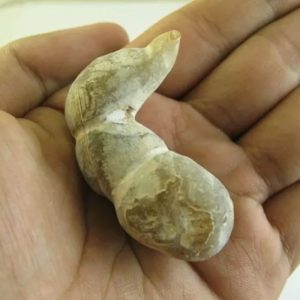 Puspo Bliring Snake Horn - Type D15