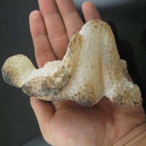 Shaman Fossil - BK 15