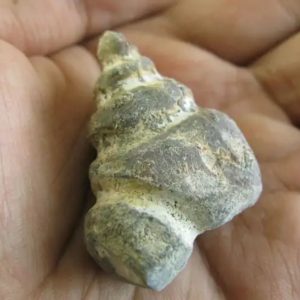 Puspo Bliring Snake Horn - Type D8