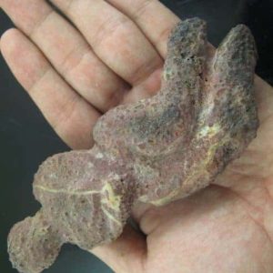 Shaman Fossil - BK 12