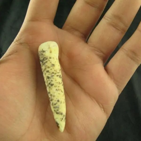 White Tiger Horns - Type D3