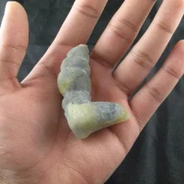 Giant Snake Horn Fossil - Type A2