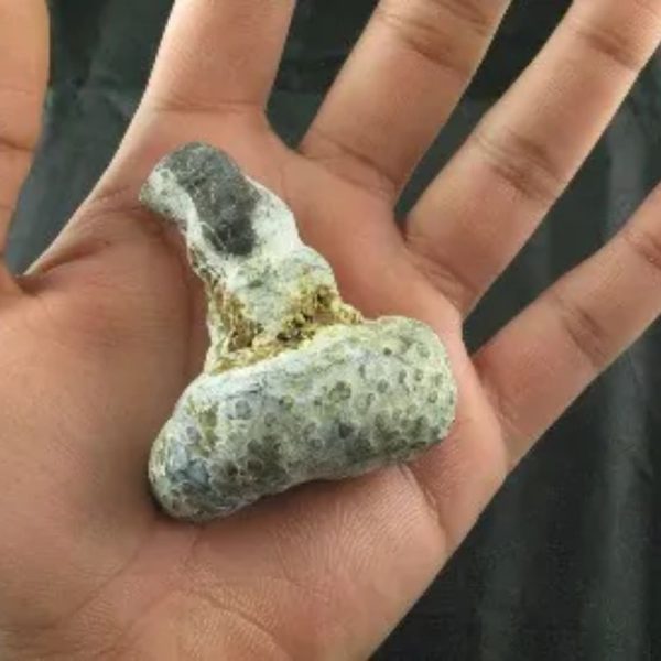 Giant Snake Horn Fossil - Type A7