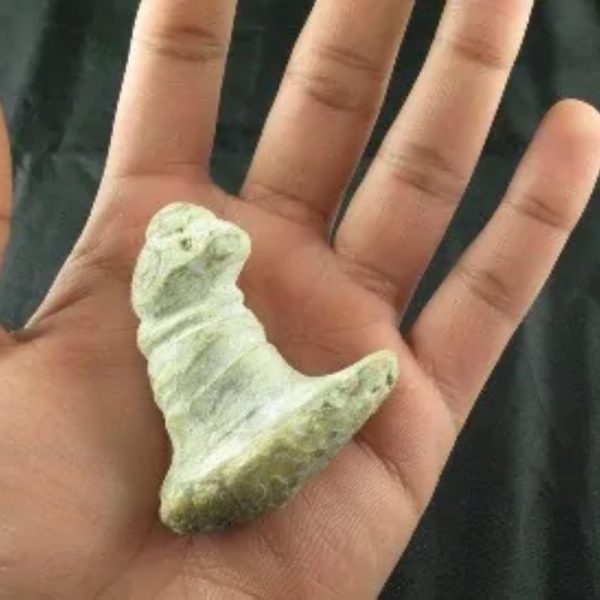 Giant Snake Horn Fossil - Type A10