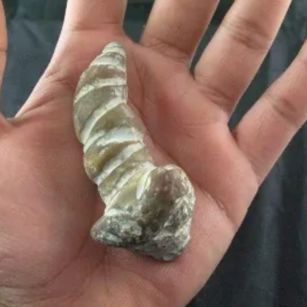 Giant Snake Horn Fossil - Type A16