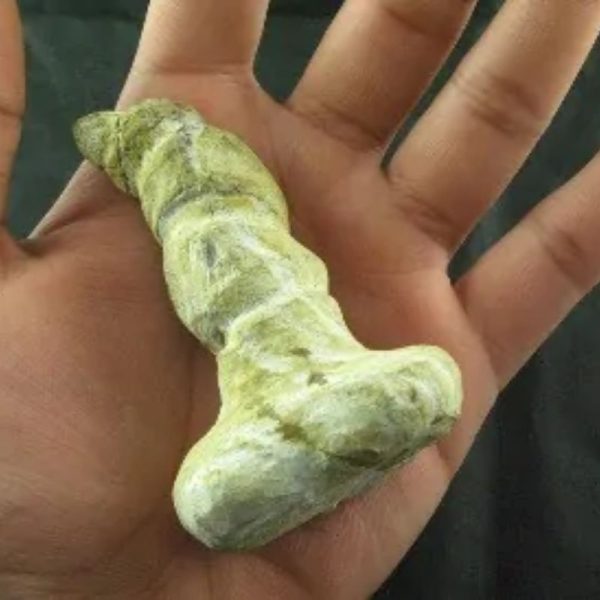 Giant Snake Horn Fossil - Type A17