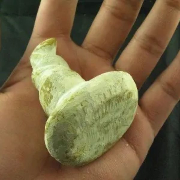 Giant Snake Horn Fossil - Type A18