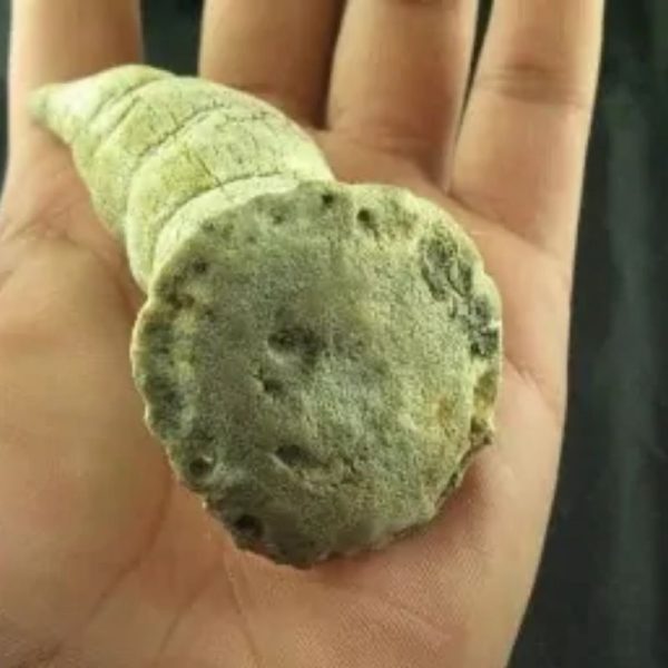 Giant Snake Horn - Type B12