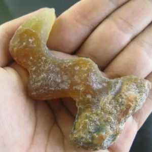 Tiger Horn Fossil - Type H2
