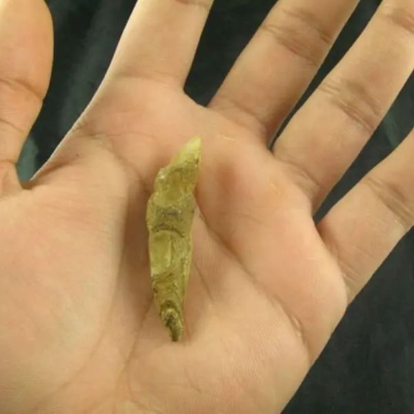 White Tiger Horns Fossil - Type A5 - Image 2