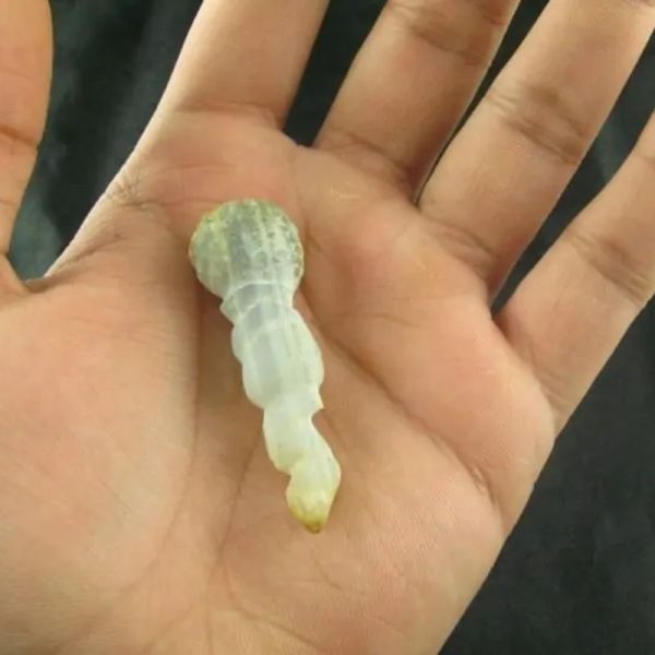 White Tiger Horns Fossil - Type B1