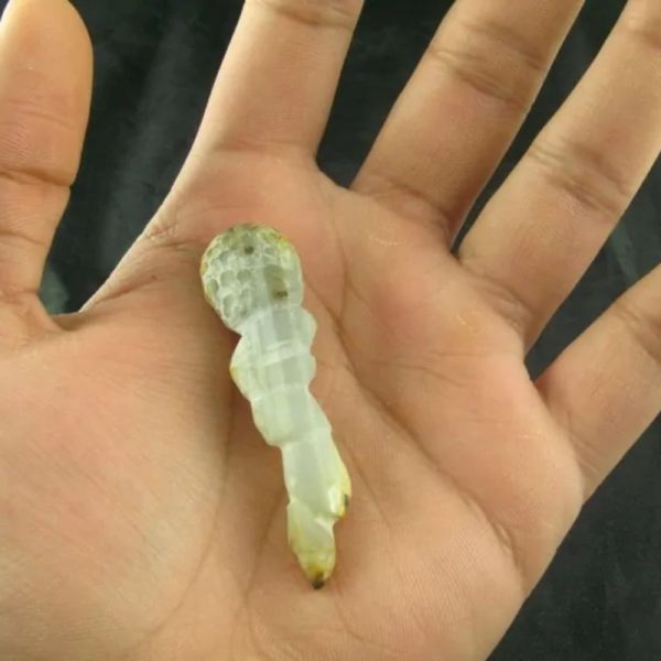 White Tiger Horns Fossil - Type B2